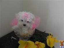 maltese puppy posted by Elegant Babies